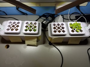 Four Plant Kits just starting to grow