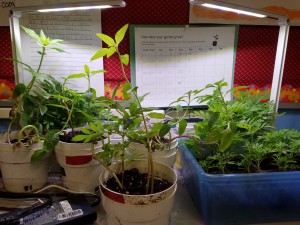 Plants that have started to grow and are ready to put in the ground